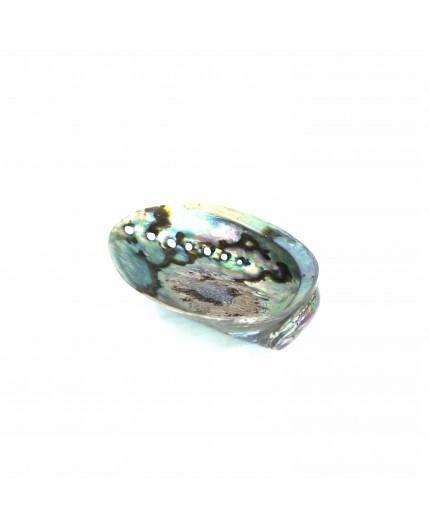 Concha Decorativa Haliotis Iris Paua Concha Decorativa Haliotis Iris Paua
